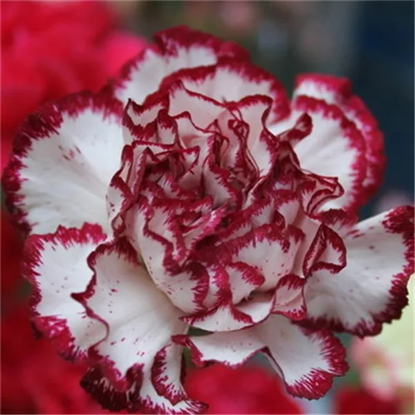 carnation (19)
