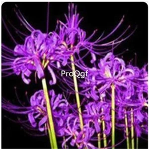 9 Prodgf 30 шт набор Lycoris Радиата - Цвет: 9