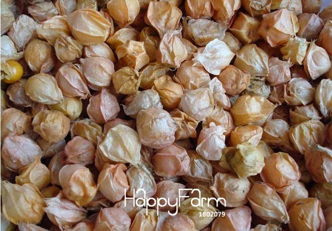 New!50 plant/Pack, Physalis pubescens bonsai, potted Physalis pubescens, Lantern fruit garden,#PZHCYX
