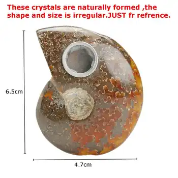 

New Natural Ammonite Pure Natural Handicraft Pieces Played On Palms Nice Gift For Stone Collection Carb Gifts about 45-90g
