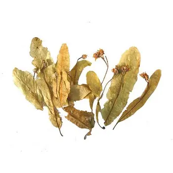 

Leaf Dried Basswood 50 g
