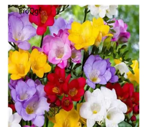 3 Ngryise 20 шт набор Freesia hybrida - Цвет: 3