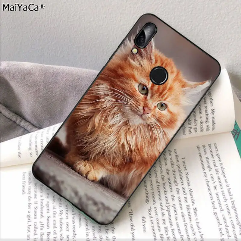 pet maine coon cat