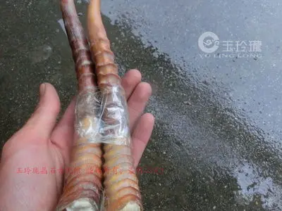 Родные домашние дикие Овцы Рог ручной работы