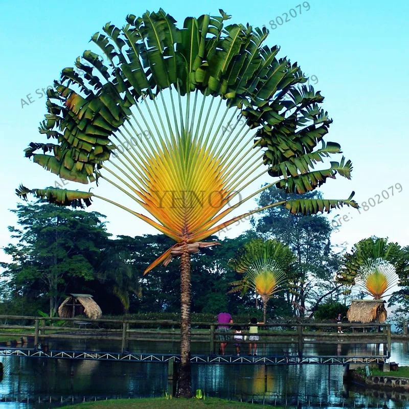 100 шт./пакет путешественников ладони(Ravenala руконожка) карликовые деревья, тропических для дома и сада декоративные растения