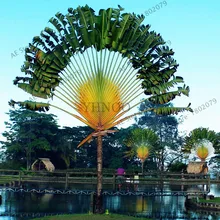 100 шт./пакет путешественников ладони(Ravenala руконожка) карликовые деревья, тропических для дома и сада декоративные растения