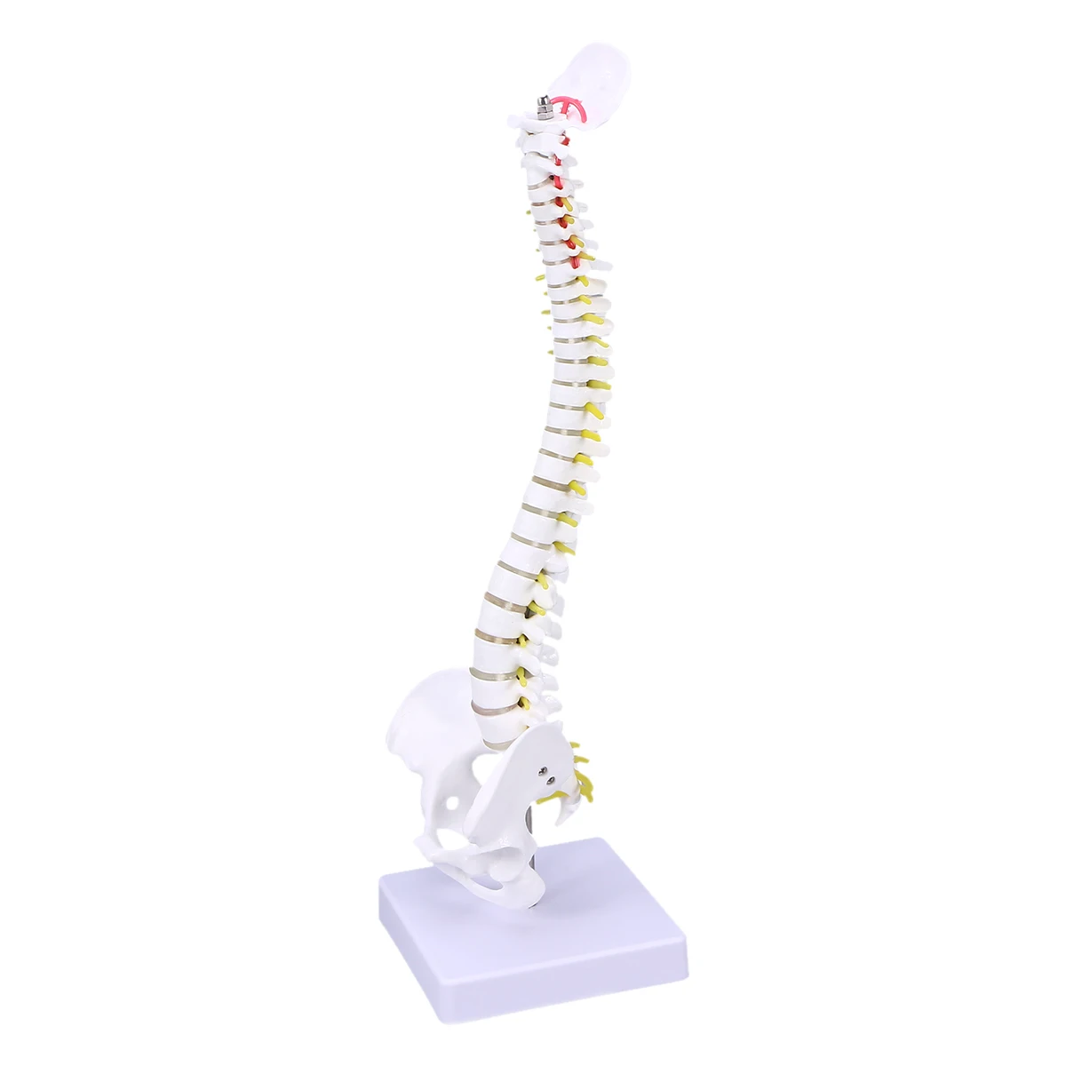 

Tall Mini Spine/Foot Ankle Bone Skeleton Model Medical Anatomy Teaching Learning Practice