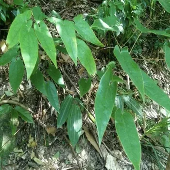 

50pcs-1000pcs 99% High germination rate Horny Goat Weed seeds,Epimedium Seeds,free shipping