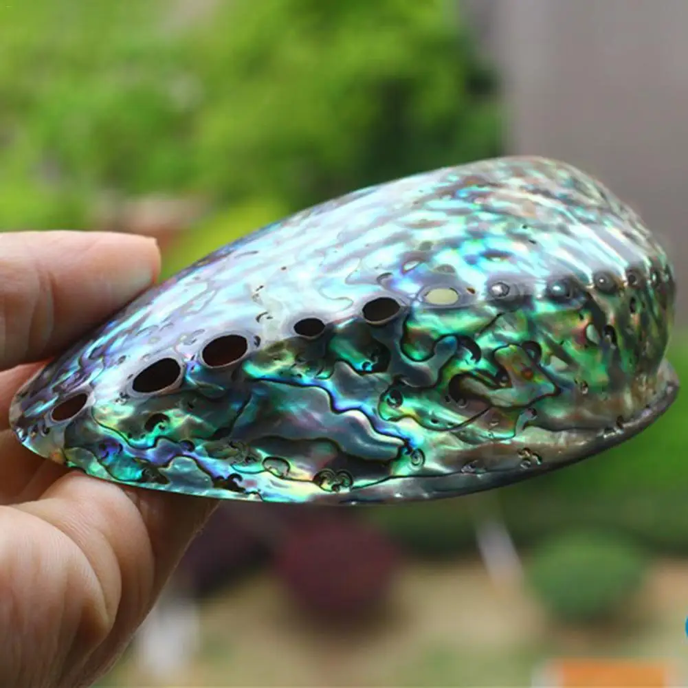 Abalone Shell Smudging Bowl Seashell Incense Burner