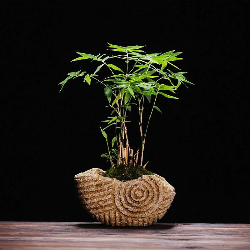 

Retro Stone Crafts Creative Conch Flowerpot Fleshy Potted Fish Tank Ornament Home Decoration Gift Mini Desktop Bonsai Plant