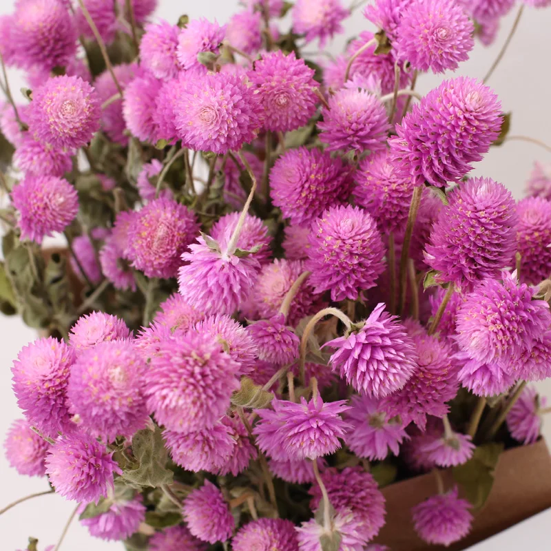 45 головок глобус амарант букет из сушеных цветов Розовый Фиолетовый Gomphrena Globosa прессованные цветы для дома Свадебная вечеринка украшения
