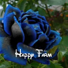 100 шт./упак., новая полуночная Верховная куст Цветочный бонсай# A00202