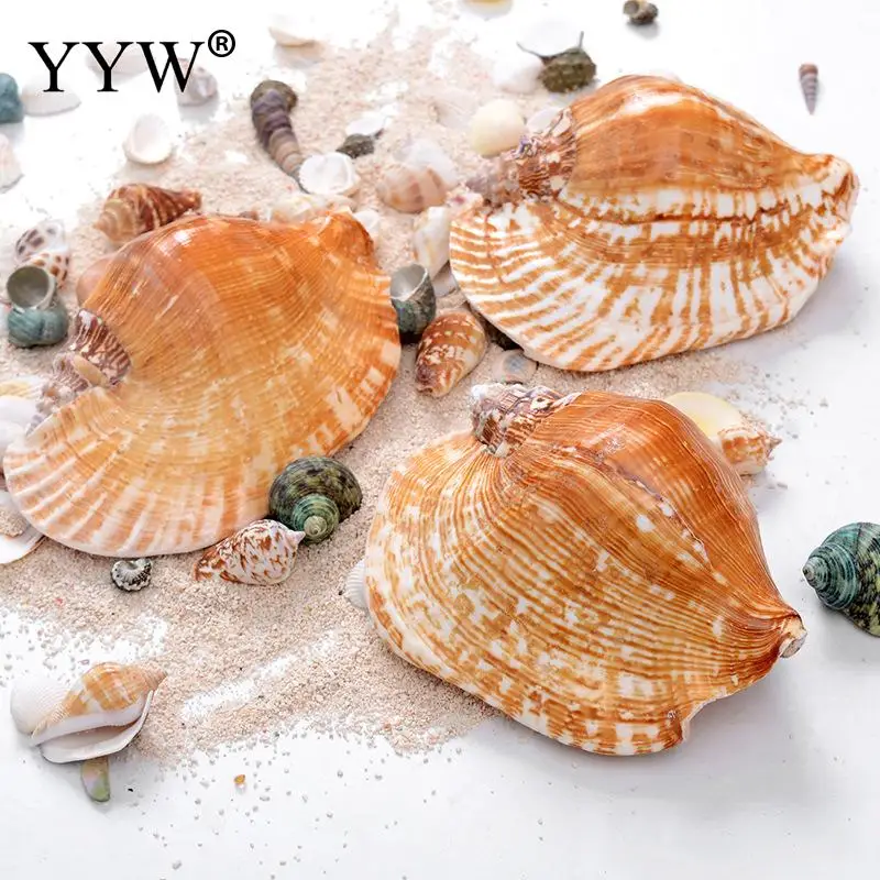 

The Big Sea Shells For Marine Home Decor Schelpen Coquillage Natural Decorative Shell Conchas Hogar Beach Decoration Accessories