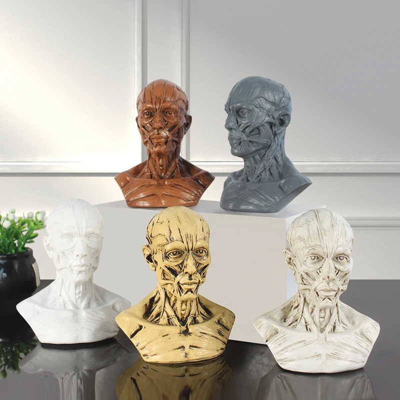 

Nordic Human Musculoskeletal Head Carved Skull Half Bust Model Resin Ornaments Hospital Sculpture Crafts Home Figurines Decor