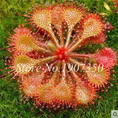 По выгодной цене! 200 шт в горшках инсективорный Dionaea Muscipula Гигантский Венера флайтрап бонсай плотоядное растение легко выращивать - Цвет: 2