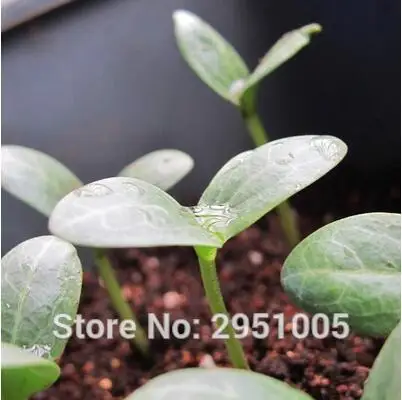 1 оригинальная упаковка(50 шт.) Luffa Cylindrica Roem вкусные овощные растения Начинающий домашний сад# R14