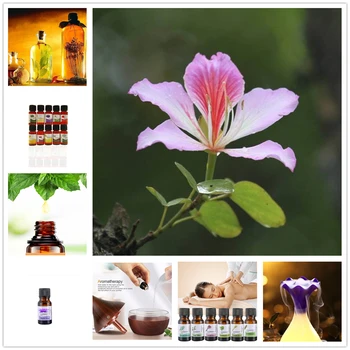 

10ml Essential Oils Chinese Redbud Aromatherapy Top Grade Oils for Body Massage Relax Gift 12 Flavors Freshening Essential Oil