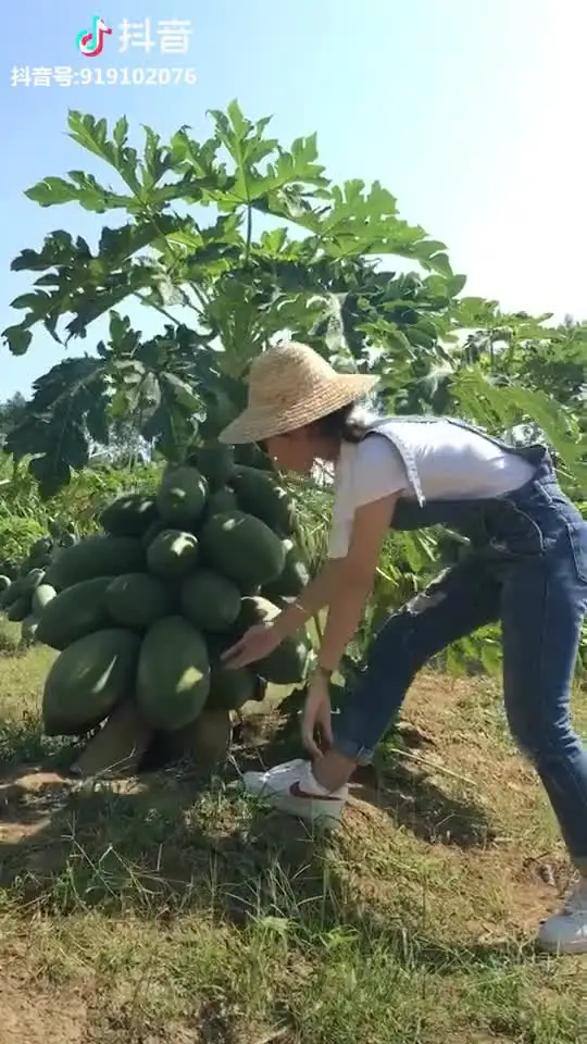 Супер сладкий вкусно-высокий урожай свежие карликовые папайи фрукты ОО-50 шт лучшие семена