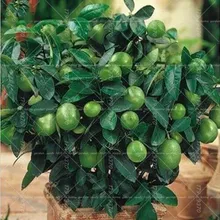 20 шт./пакет Лайма(соковыжималка для цитрусовых aurantifolia) органических фруктов лимон бонсай дерево Крытый карликовые и принтами в виде лимонного дерева горшок растения для украшения сада