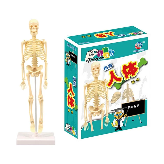Edição: Nesticias Esquelet: Novidade nas lojas de brinquedos
