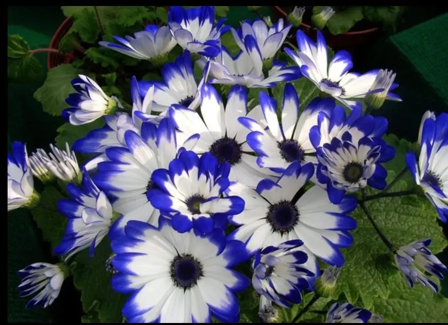 Цветы алмазная Вышивка Полный Круглый 5d diy животные daimond живопись наклейки daisy