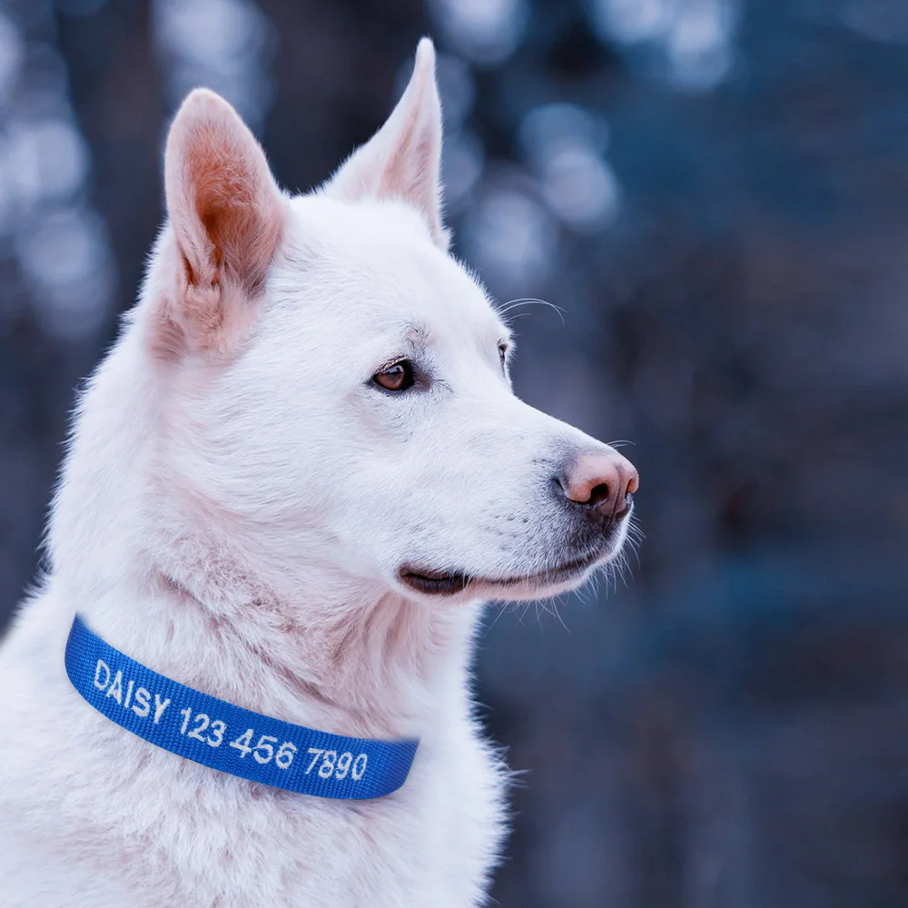 Embroidered Dog Collar Personalized Custom Kitten Collar Name Phone Number Nylon Dog Necklace Small Large Puppy