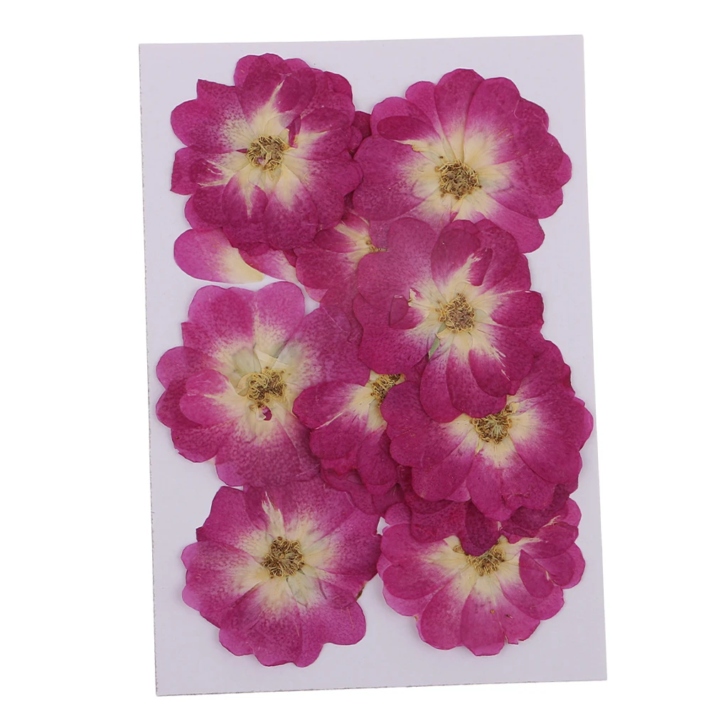 12x Chinese Rose Pressed Natural Dried Flower For DIY Resin Ornament 