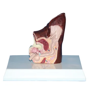 

Animal Health Care Enlarged Dog Ear 3D Structure Anatomical Model