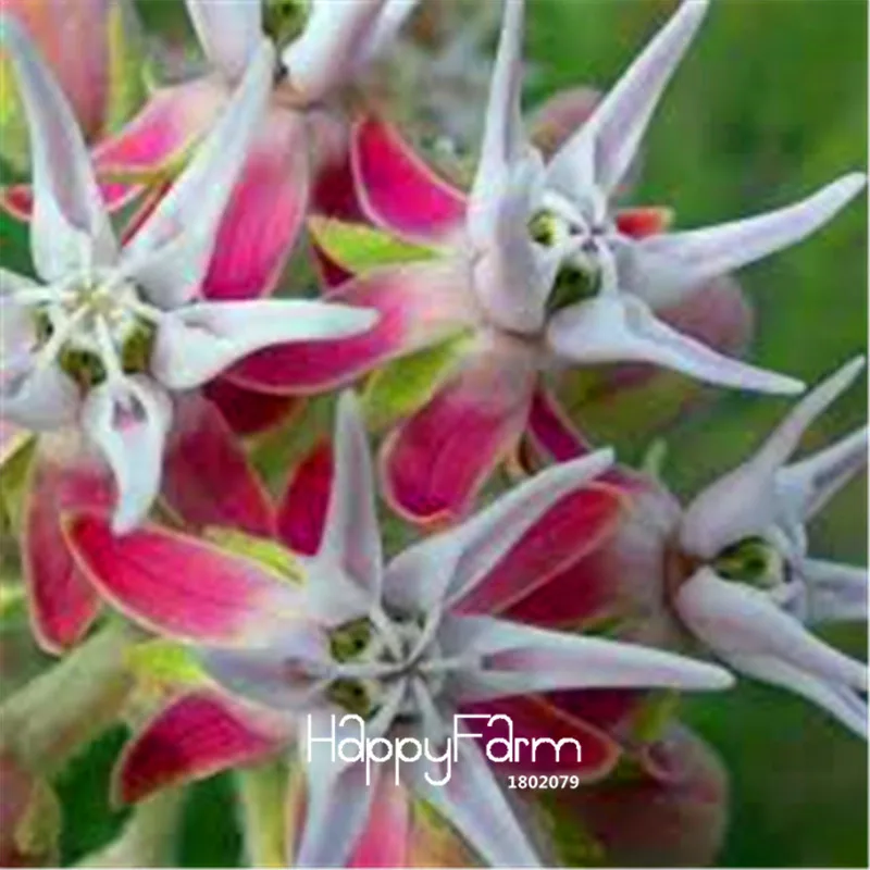 Не упустите предложение! 100 шт много эффектных молочных сорняков, Asclepias speciosa завод, прекрасный бонсай редкий цветок Флорес для домашнего сада