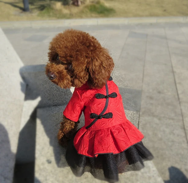 Dog Clothes (2)