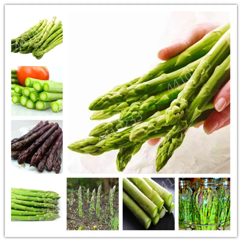 

50 Pcs Asparagus Organic Heirloom Rare Green Vegetable Perennial Garden small luck Bamboo home plant flower pot planters