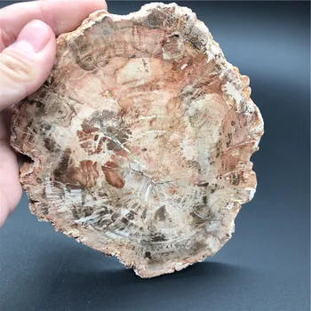 

380g Natural Petrified Wood Specimen Semi-precious Stone Slices Crystals Healing Stones for Home Decor for Sale