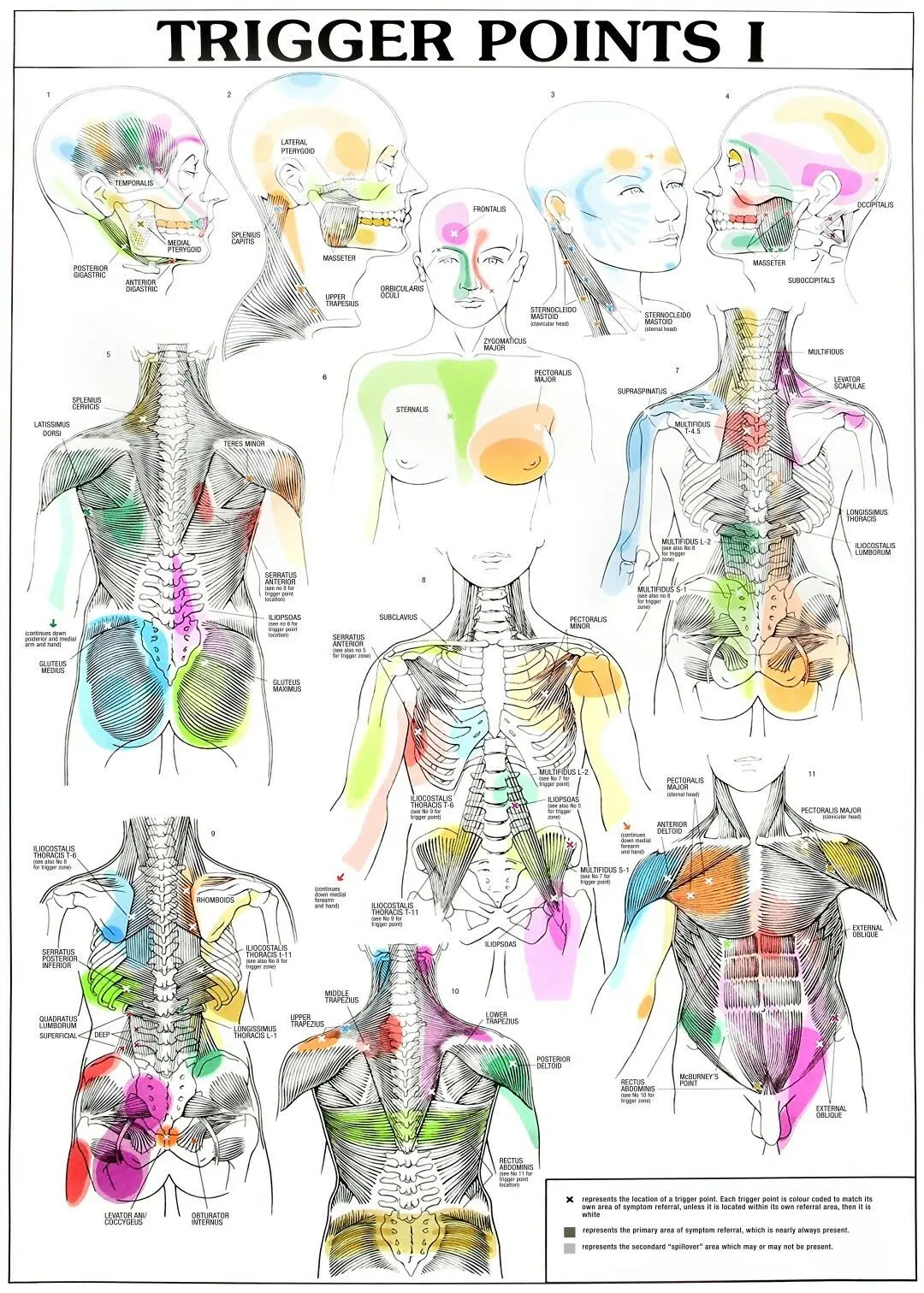 Tableau d'art mural, tableau d'anatomie éducative, tableau de points de  certes, peinture sur toile, décor d'affiche, corps humain, sciences,  éducation scolaire