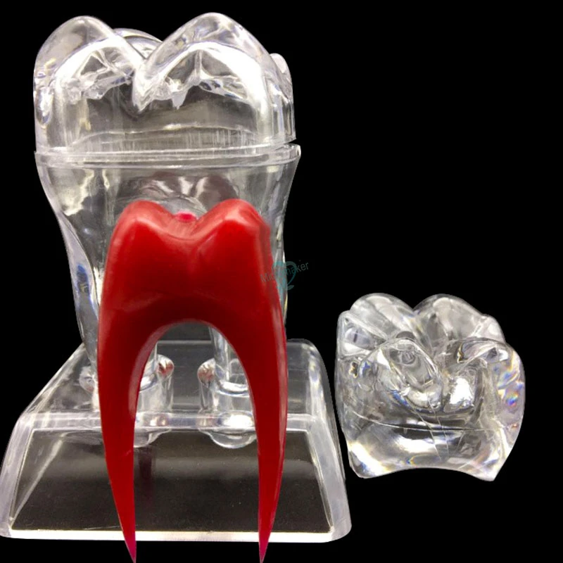 

Dental 4 Times Crystal Base Hard Plastic Teeth Tooth Molar Model Separable