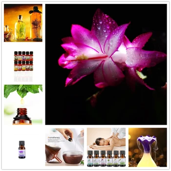 

10ml Flower Essential Oils for Humidifier for Aromatherapy Pour Diffusers Skin Care Magnolia denudata Oil Relieve Stress TSLM1