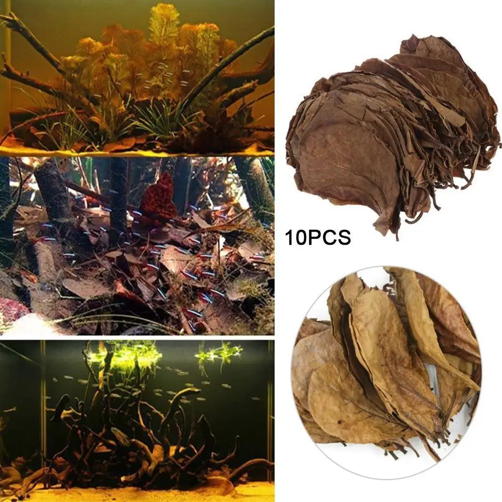 Almond Leaf Natural Terminalia Catappa Leaves Aquarium Decoration Fish Tank Cleaning Tools Water Treatment Aquarium Accessories, aquarium leaves