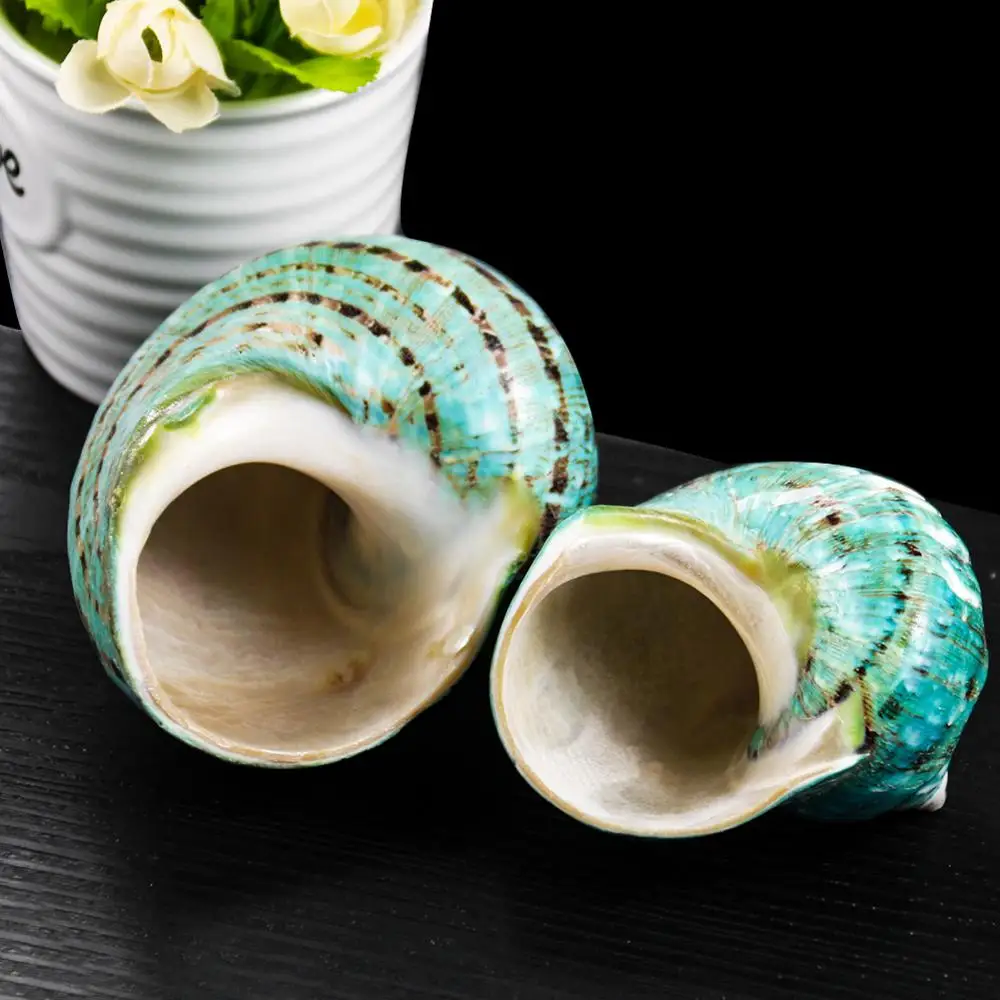 Polished Turban Shells Turbo Seashells Original Natural Large Green Coral Sea Snail Home Fish Tank Decorations crafts DIY | Дом и сад