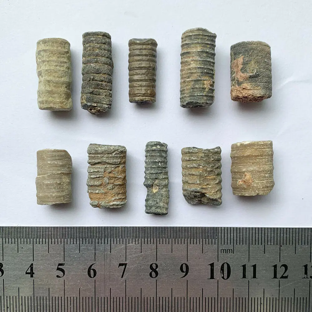 水族館用のクリノイドとシーリリーの化石 1つの天然石 テラリウムコレクター 教育用の白亜石 家の装飾 1 3cm 石 Aliexpress