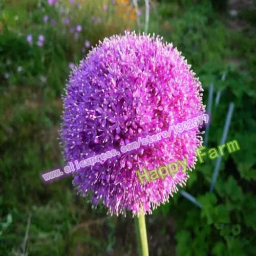200 шт фиолетовый гигантский Allium Giganteum красивый цветок-бонсай садовое растение подарок