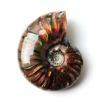 

1pc Rare Red Light Ammonite Fossil Shell Colorful Fossil shell Collection Mineral Specimen
