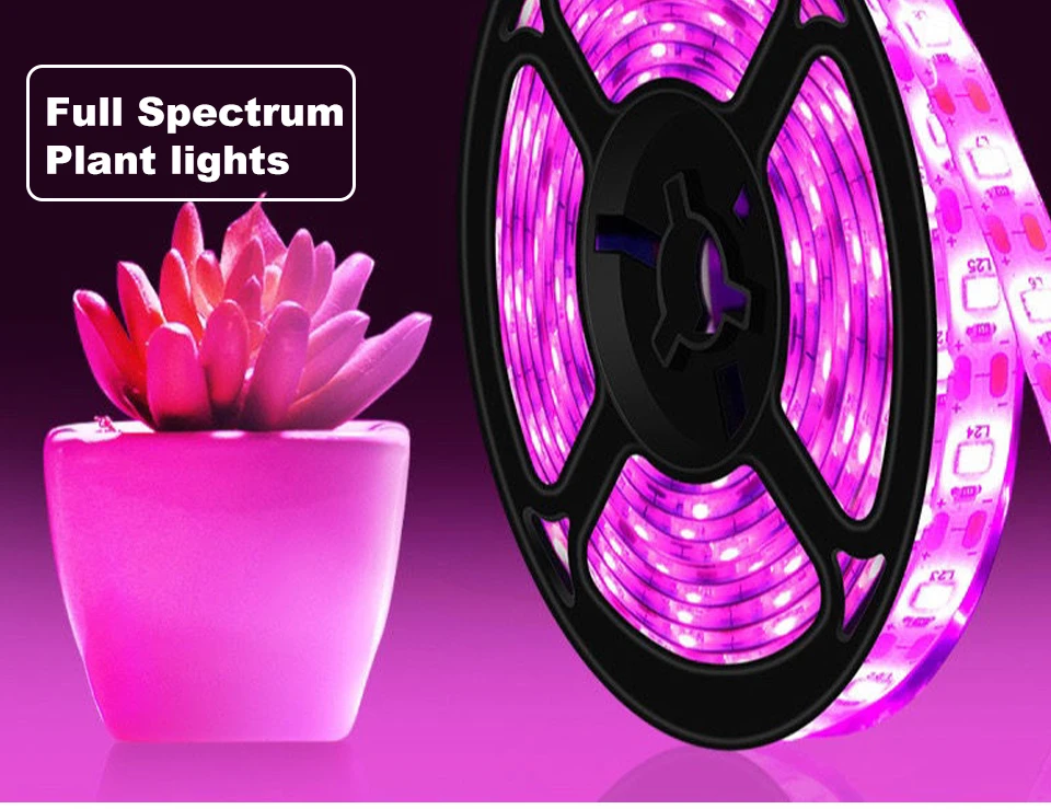 Где Можно В Москве Купить Фитоленту Оптом