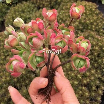 

Ngryise 5Pcs A Set olive rose succulent