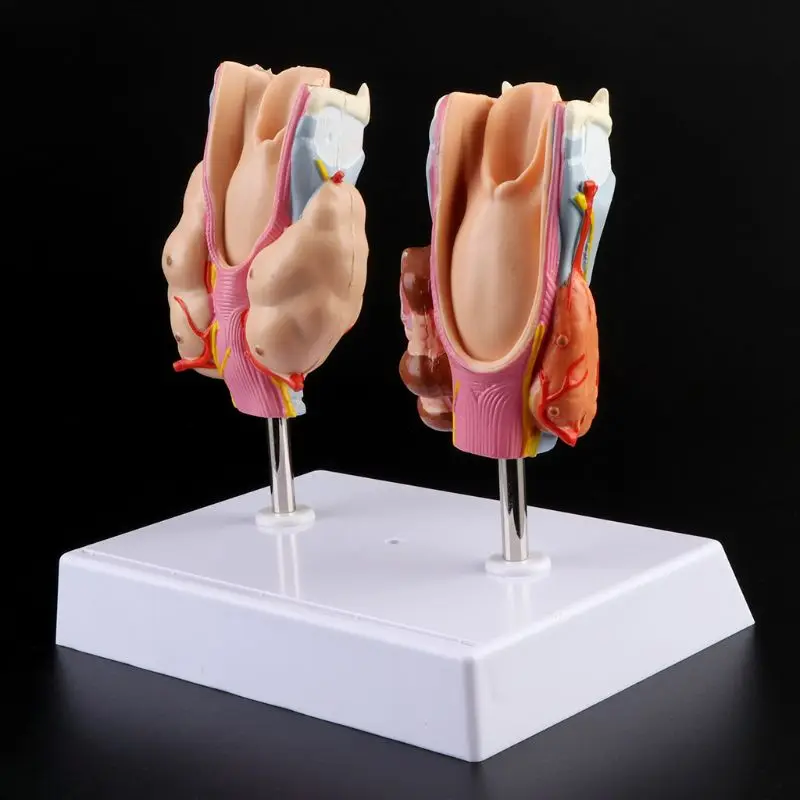 PVC Human Anatomical Thyroid Gland Pathology Laryngeal Anatomy Teaching Resource Model Educational Props Medical Science