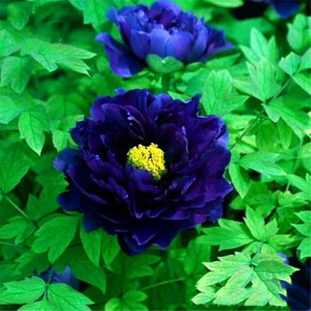 

Plant Flower Bath Salts Blue peony Essence 100Pcs XZZ-276