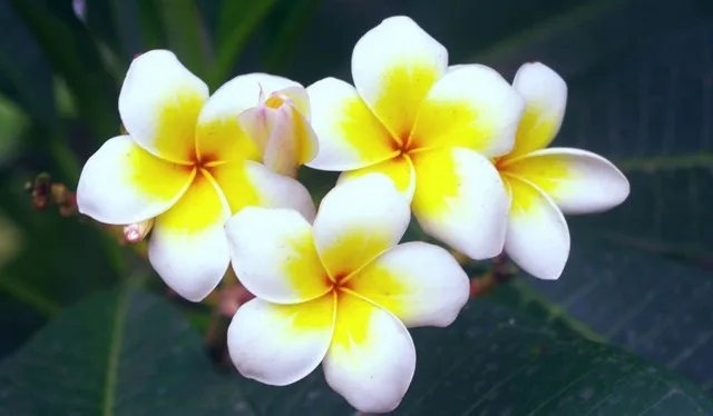 100 шт домашний сад Frangipani PLUMERIA Rubra Lei Яйцо цветок бонсаи semillas de flores