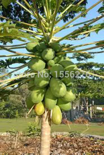 PAPAYA- RED LADY DELICIOUS - 50 FINEST P-semillas *