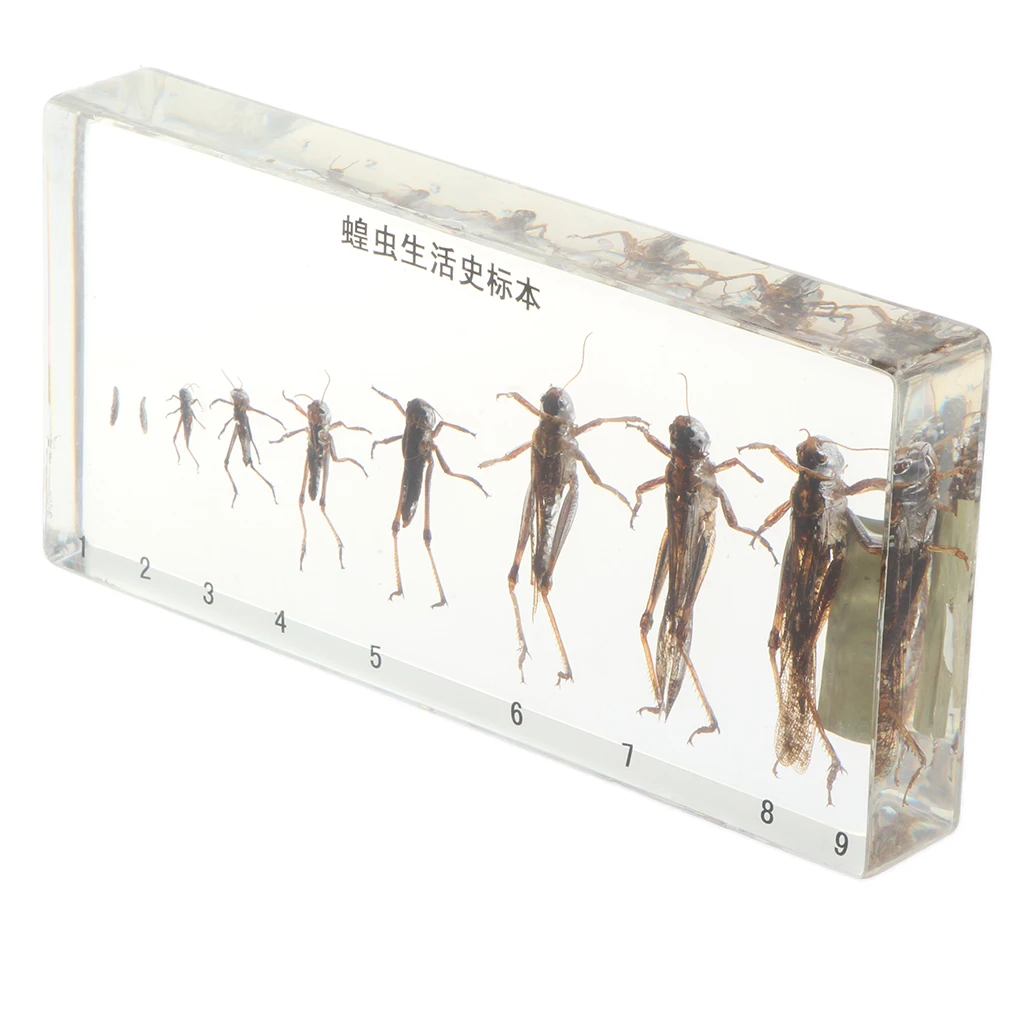 Life Cycle Of Grasshopper Specimen in Acrylic Block Biology Science Learning Toy, 6.7 x 3.15 x 0.8 inch