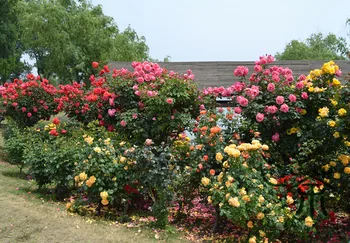 

Rosa Chinensis China-Rose Chinese-Rose Yueji