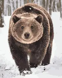 Луна медведь коричневый медведь снег животное DIY цифровая картина маслом цифры Современная Настенная живопись маслом праздничный подарок