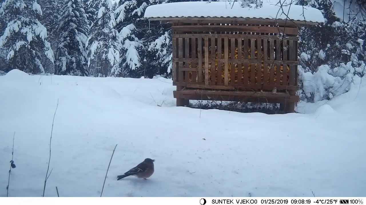 Side angle of wireless trail camera with open cover